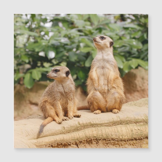 Meerkat 009 magnetkarte (Vorderseite)