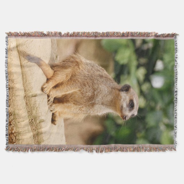 Meerkat 010 decke (Vorderseite)