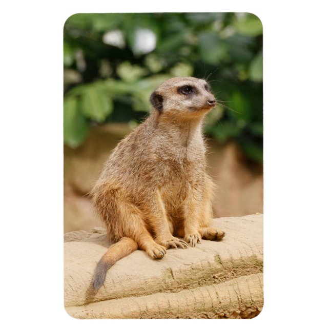 Meerkat 010 magnet (Vertikal)