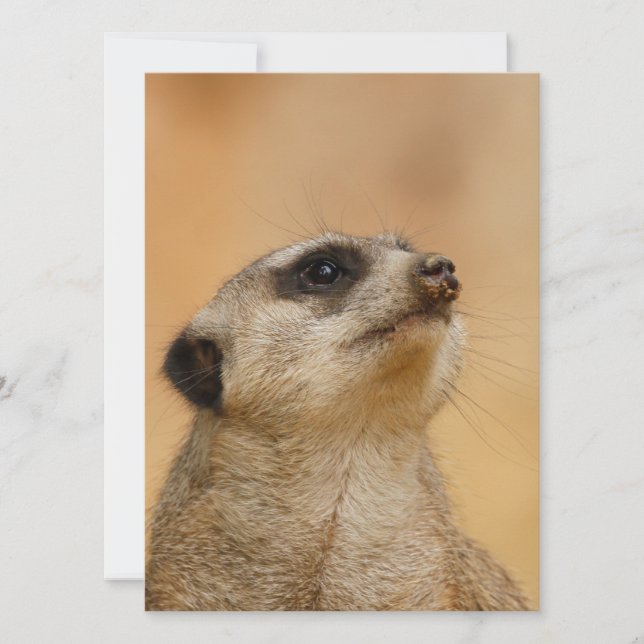 Meerkat 011 feiertagskarte (Vorderseite)