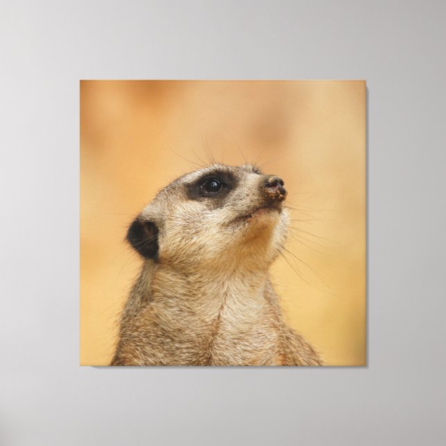 Meerkat 011 leinwanddruck (Vorderseite)