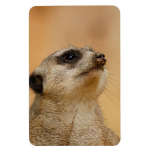 Meerkat 011 magnet