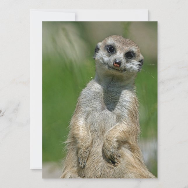 Meerkat 013 feiertagskarte (Vorderseite)