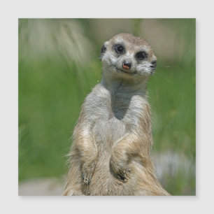 Meerkat 013 magnetkarte