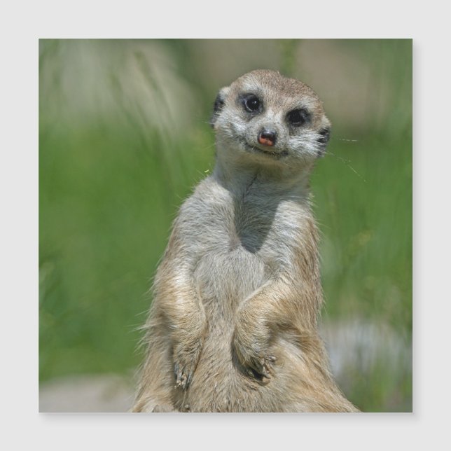 Meerkat 013 magnetkarte (Vorderseite)