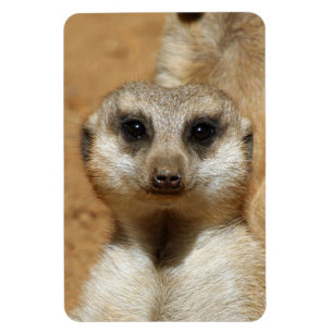 Meerkat 016 magnet