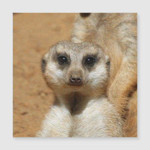 Meerkat 016 magnetkarte