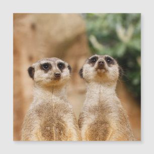 Meerkat 017 magnetkarte