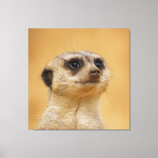 Meerkat 020 leinwanddruck (Vorderseite)