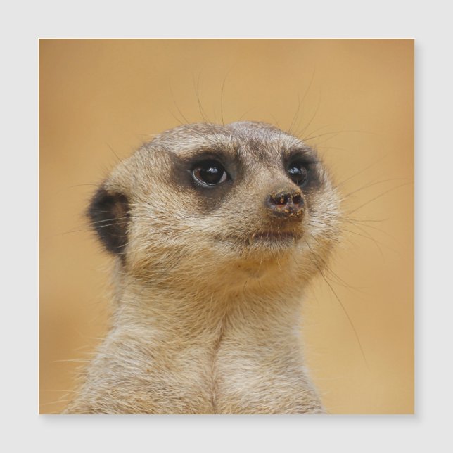 Meerkat 020 magnetkarte (Vorderseite)