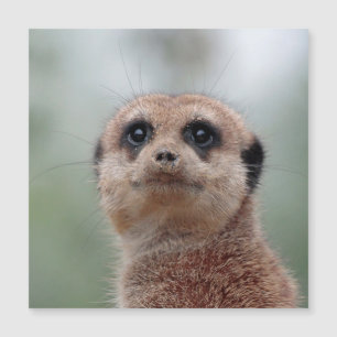 Meerkat 020 magnetkarte