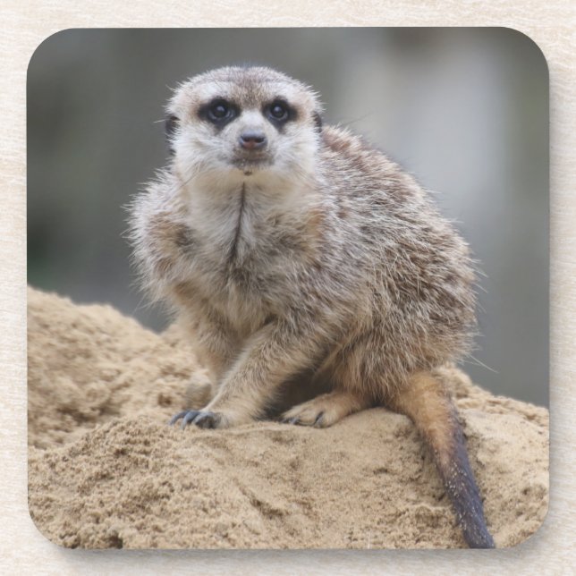 Meerkat 021 getränkeuntersetzer (Vorderseite)