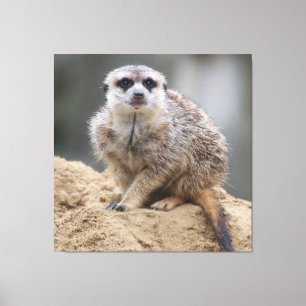 Meerkat 021 leinwanddruck