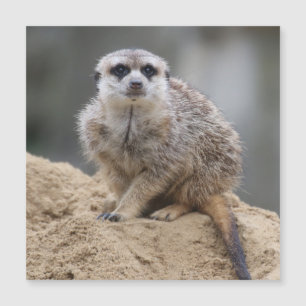 Meerkat 021 magnetkarte