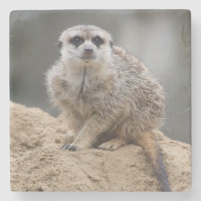 Meerkat 021 steinuntersetzer (Vorderseite)