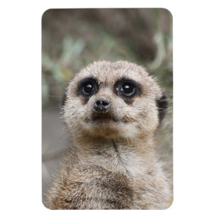 Meerkat 021 von JAMFoto Magnet