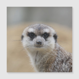 Meerkat 022 magnetkarte