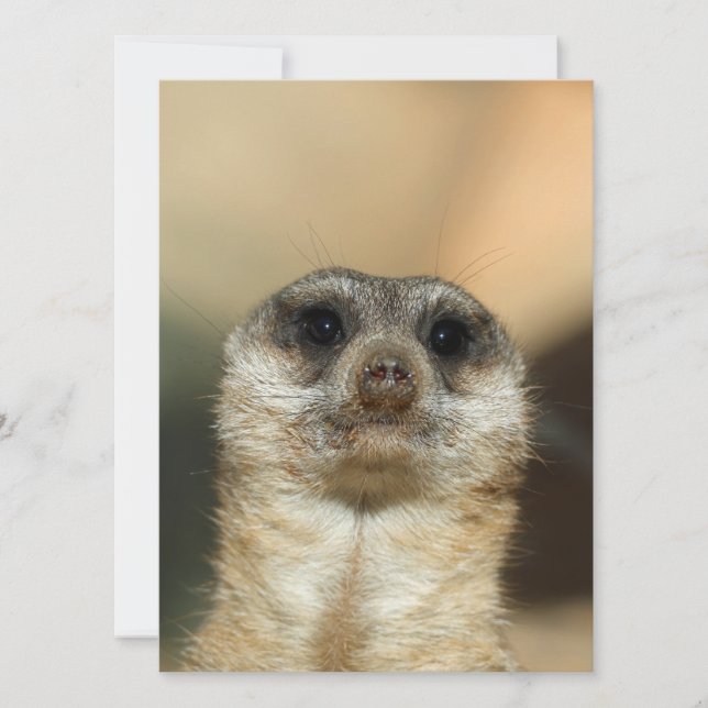 Meerkat 023 feiertagskarte (Vorderseite)