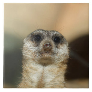 Meerkat 023 fliese