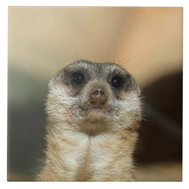 Meerkat 023 fliese (Vorderseite)