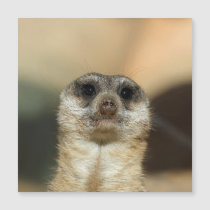 Meerkat 023 magnetkarte