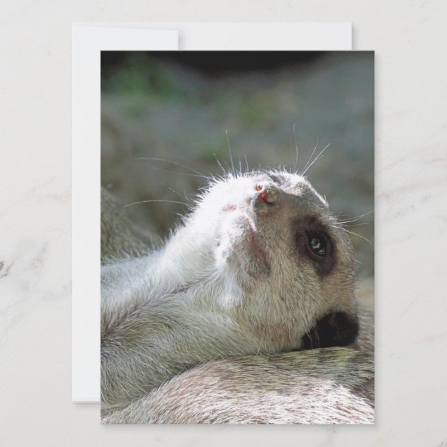 Meerkat 024 feiertagskarte (Vorderseite)