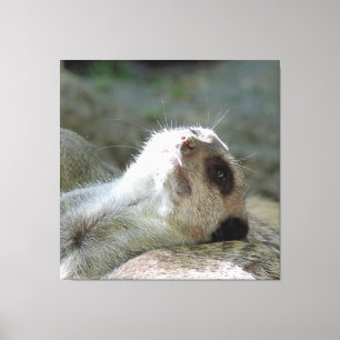 Meerkat 024 leinwanddruck