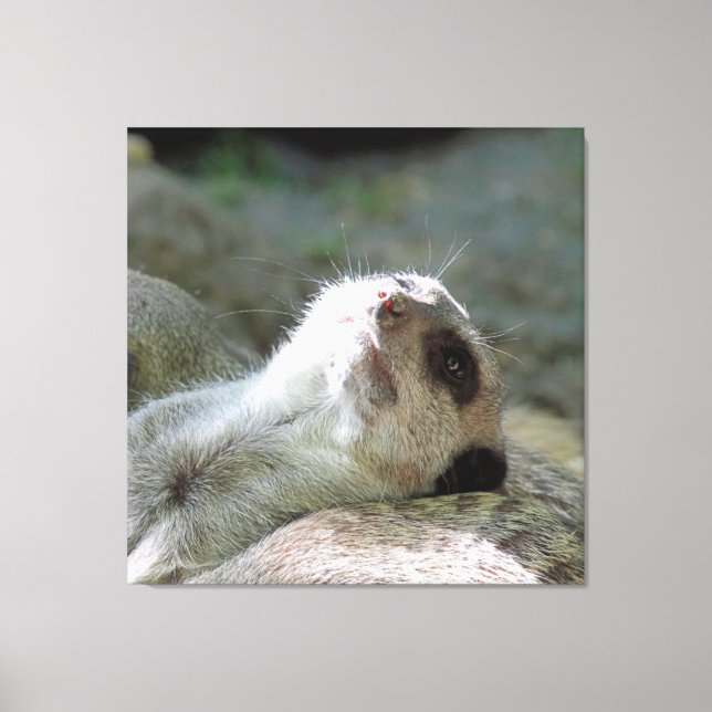 Meerkat 024 leinwanddruck (Vorderseite)