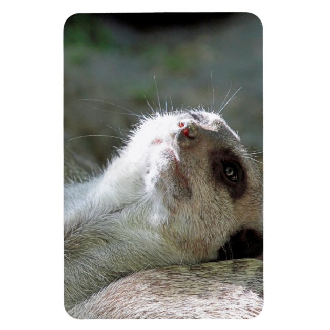 Meerkat 024 magnet (Vertikal)