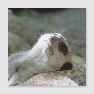 Meerkat 024 magnetkarte