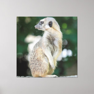 Meerkat 025 leinwanddruck