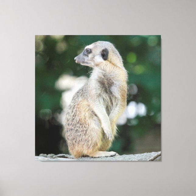 Meerkat 025 leinwanddruck (Vorderseite)