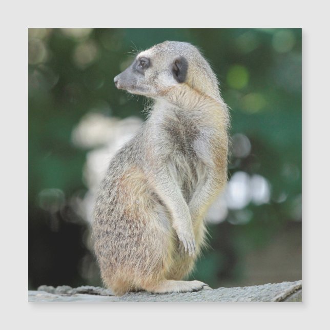 Meerkat 025 magnetkarte (Vorderseite)