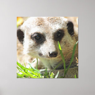 Meerkat 026 leinwanddruck