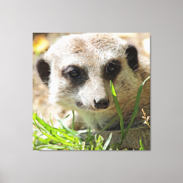 Meerkat 026 leinwanddruck (Vorderseite)