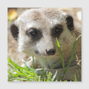 Meerkat 026 magnetkarte