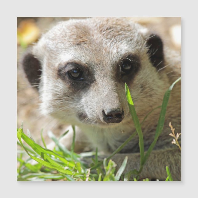 Meerkat 026 magnetkarte (Vorderseite)