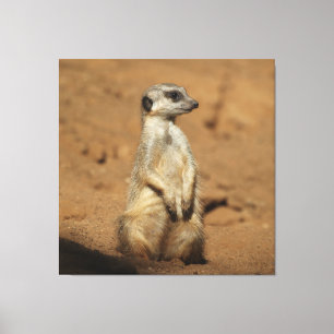 Meerkat 027 leinwanddruck