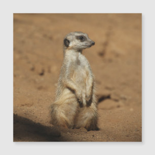 Meerkat 027 magnetkarte