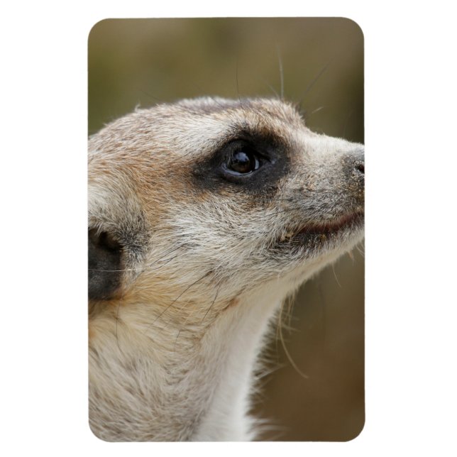 Meerkat 028 magnet (Vertikal)
