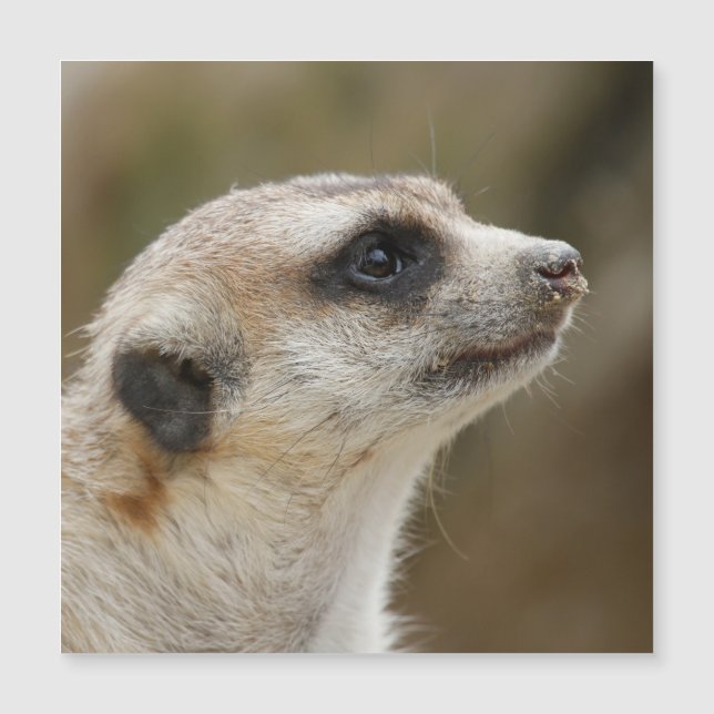 Meerkat 028 magnetkarte (Vorderseite)