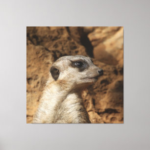 Meerkat 029 leinwanddruck