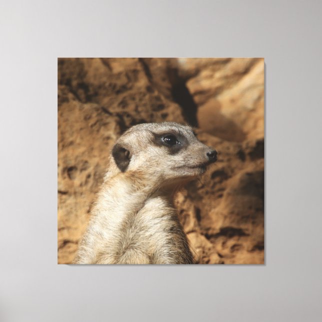 Meerkat 029 leinwanddruck (Vorderseite)