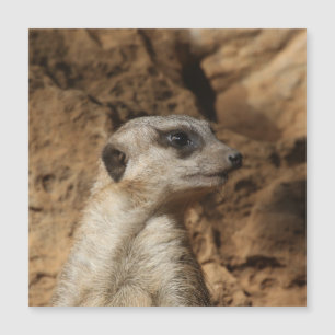 Meerkat 029 magnetkarte