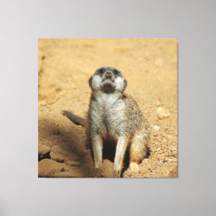 Meerkat 031 leinwanddruck