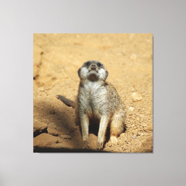 Meerkat 031 leinwanddruck (Vorderseite)