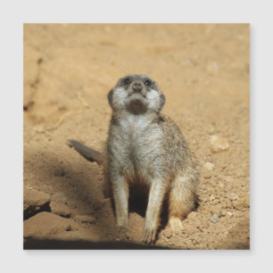 Meerkat 031 magnetkarte