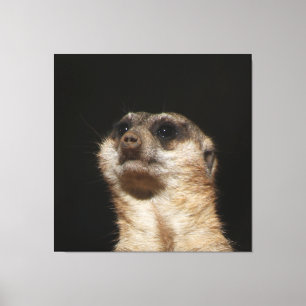 Meerkat 032 leinwanddruck