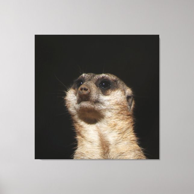 Meerkat 032 leinwanddruck (Vorderseite)