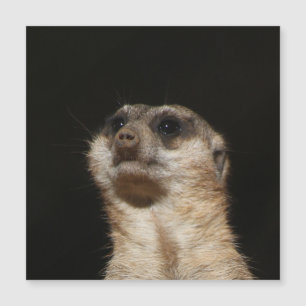 Meerkat 032 magnetkarte